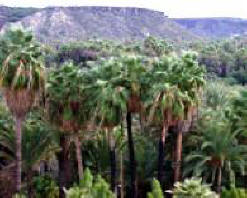 Date palms of San Ignacio.  Bill Bell Photographer