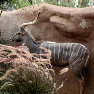 San Diego Zoo Photography by Bill Bell