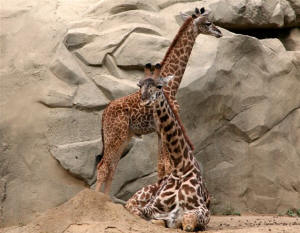 San Diego Zoo Photography by Bill Bell