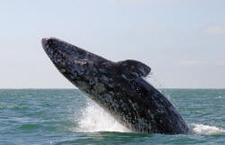 California Grey Whales Scammon's  Lagoon Baja California Mexico Photography Bill and Dot Bell Photographs