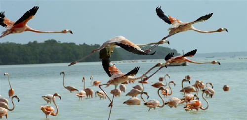 Flamingos take flight Celestun, Yucatan Mexico  Photographs by Bill Bell