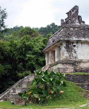 Palenque Chiapas Mexico Photography by Bill Belll and Dorothy Bell