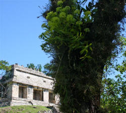 Palenque Chiapas Mexico Photography by Bill and Dorothy Bell