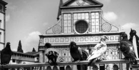 Pigeons lne up Italy Photography -  Florence, Rome, Venice,  Ancient Roman towns ...photography by Bill Bell